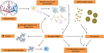 The Emerging Role of Triggering Receptor Expressed on Myeloid Cells 2 as a Target for Immunomodulation in Ischemic Stroke